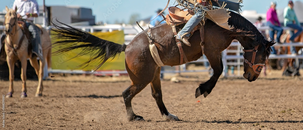 Fototapeta premium Bronc horse bucking hard with rider in rodeo arena during western competition