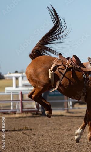 Bild auf Leinwand Bucking horse rear view with tail flying during rodeo performance in arena