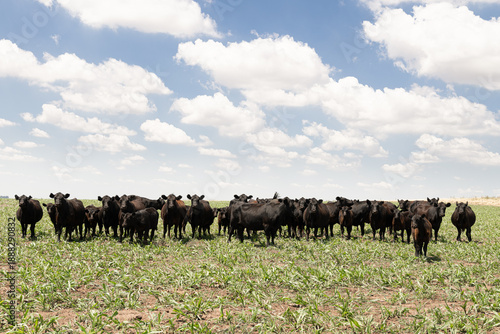 Wallpaper Mural Herd of young cows Torontodigital.ca