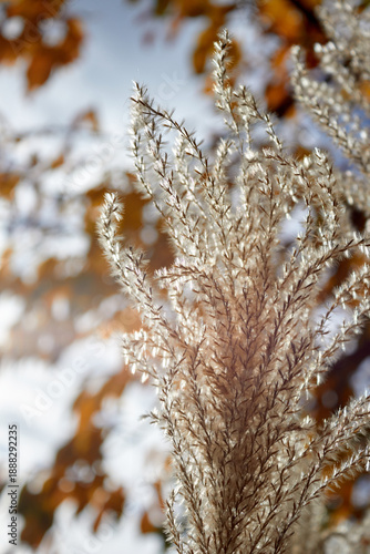 Brown and White Plant