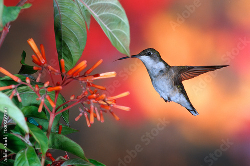 Fotografie 01162-10818 Ruby-throated Hummingbird (Archilochus colubris) on Firebush (Hamelia patens)  Marion Co