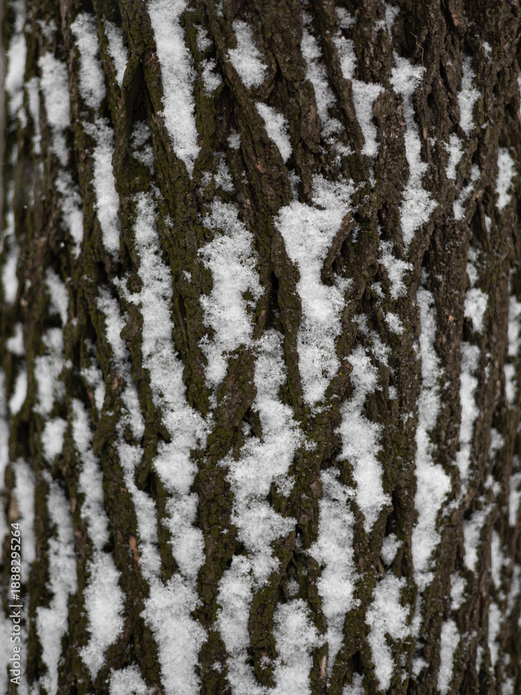 Fototapeta premium Close Up of Tree Bark Covered with Snow, Winter Texture Detail