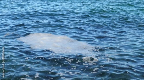 Wallpaper Mural Dirty white foam on the surface of the water in the Black Sea, marine water ecology, Ukraine. Torontodigital.ca