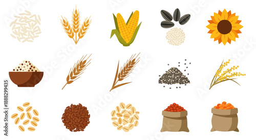 Variety of grains and seeds rice wheat corn sunflower isolated vector elements