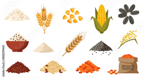 Variety of grains and seeds rice wheat corn sunflower and more vector illustration