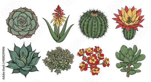 Collection of various succulents and cacti in handdrawn style