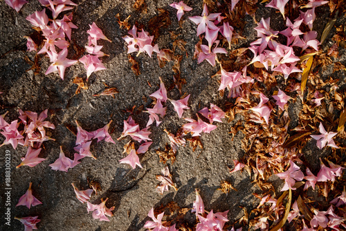 Tableau sur toile Fallen Pink Oleander Flowers