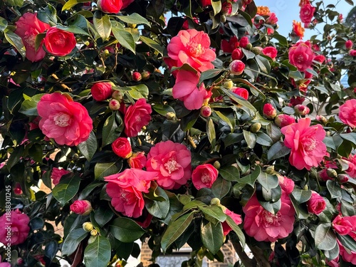 Bright pink camellia flowers in full bloom, set against the traditional London townhouse in spring. England, UK.
