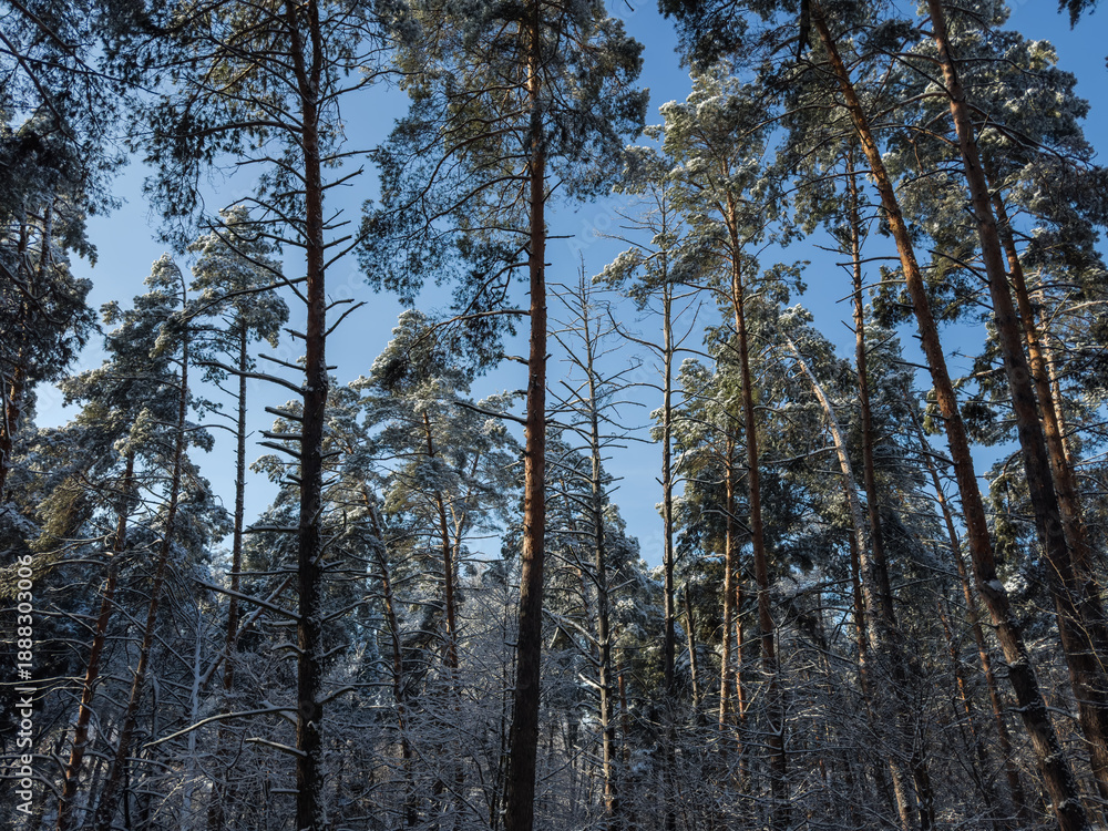Fototapeta premium Trunks and branches of pines in a winter forest