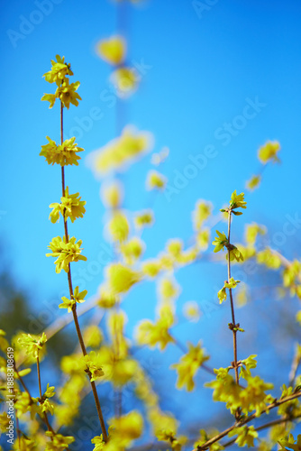 Принти на полотні Close-up of vibrant yellow forsythia flowers blossoming on thin branches against a clear blue sky