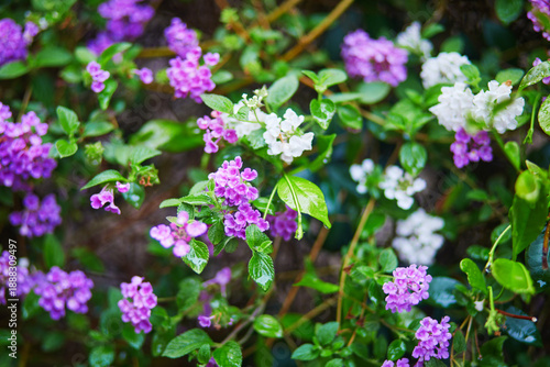 Photos Closeup of blooming purple and white lantana flowers with green leaves after rain