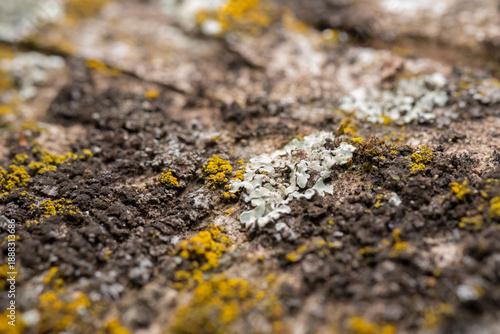 Macro shot of lichen and moss