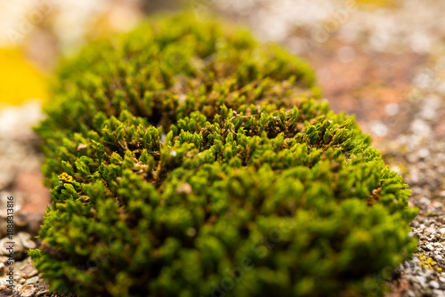 Macro shot of lichen and moss