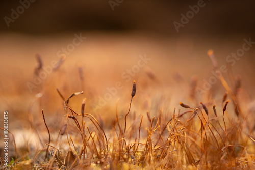 Macro shot of lichen and moss