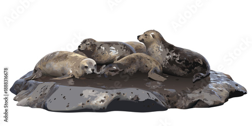 A small group of grey harbor seals huddling together on a dark wet rock, realistic textures, isolated on a white background.