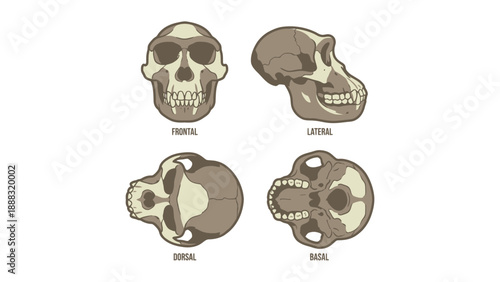 Primate Skull Anatomical Views Illustration: Frontal, Lateral, Superior, and Basal Perspectives