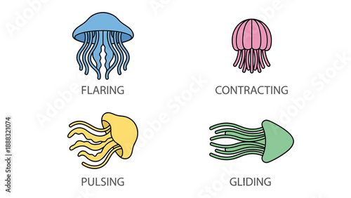 Jellyfish Movement Types: Flaring, Contracting, Pulsing, Gliding