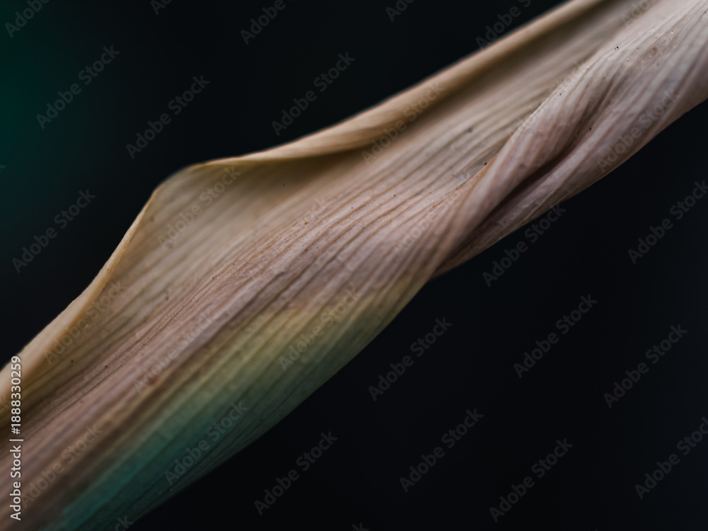 custom made wallpaper toronto digitalClose up of a plant leaf