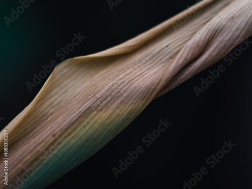 Wallpaper Mural Close up of a plant leaf Torontodigital.ca