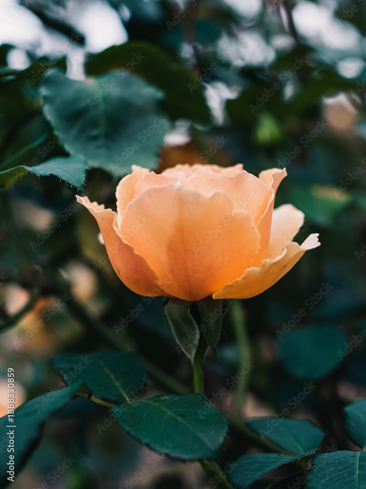 custom made wallpaper toronto digitalClose up of a rose