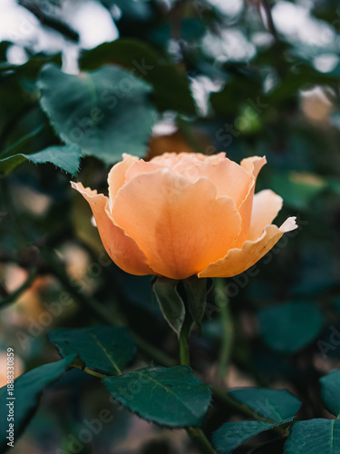 Wallpaper Mural Close up of a rose Torontodigital.ca