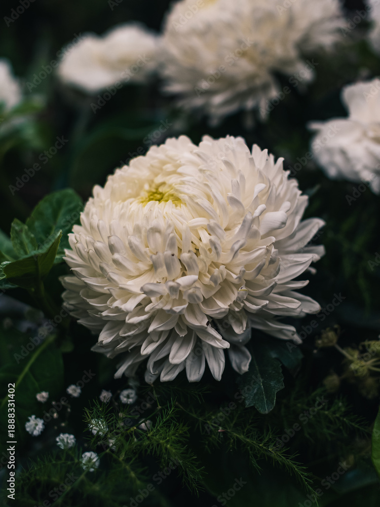 custom made wallpaper toronto digitalflower in the garden