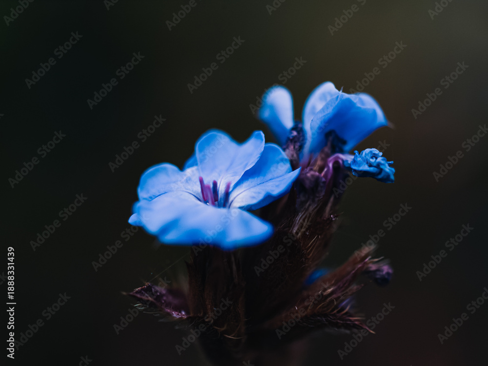 custom made wallpaper toronto digitalblue flower macro