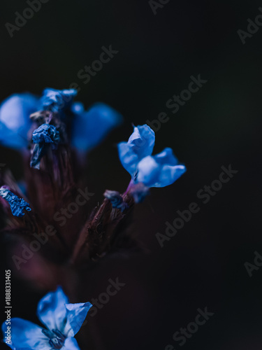 Wallpaper Mural blue flower Torontodigital.ca