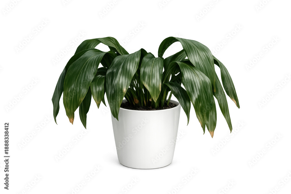 Naklejka premium Potted houseplant with drooping wilting green leaves in a white pot, needing water on a transparent background