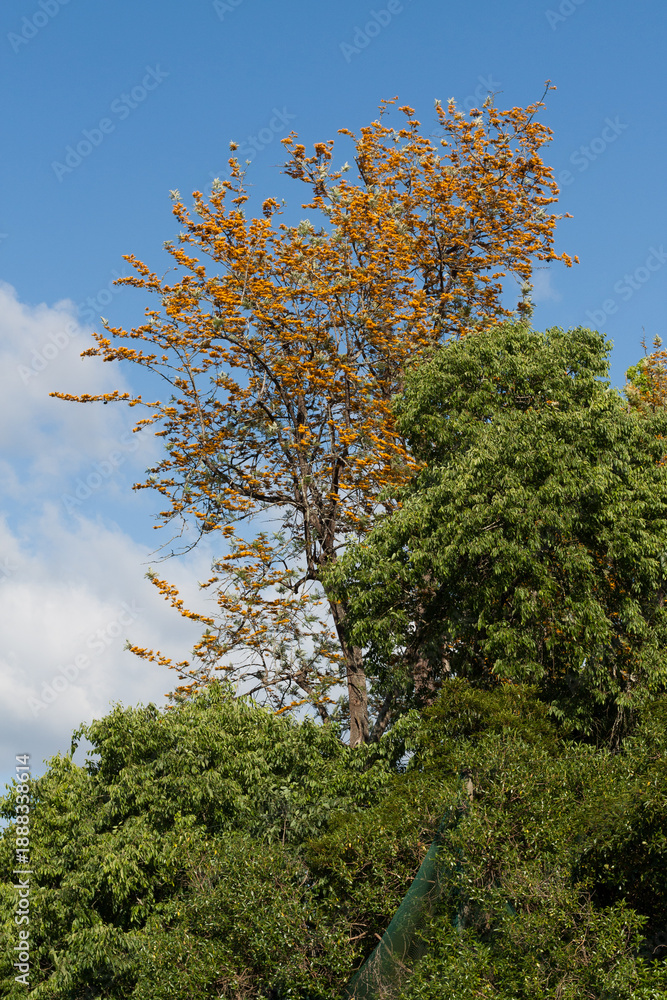 Fototapeta premium Trees in the garden, Coimbra