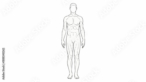 Anatomical drawing of a male human body front view.