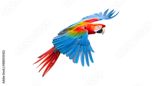 Blue and yellow macaw parrot flying isolated on white background