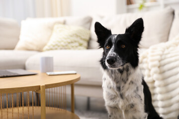 Adorable Border Collie dog near coffee table at home