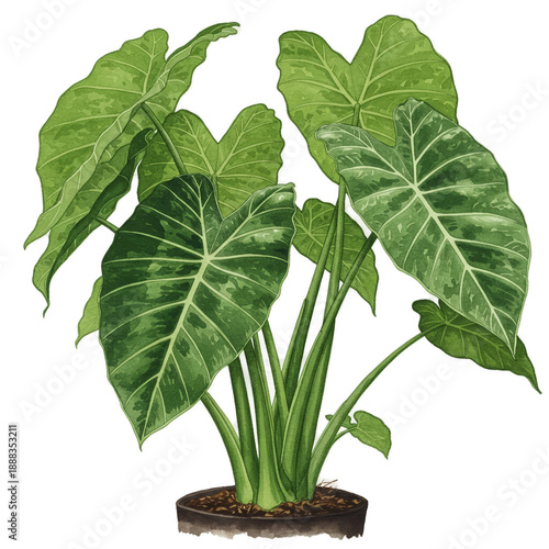 Realistic Green Elephant Ear Plant Isolated Transparent Background Detailed Leaves