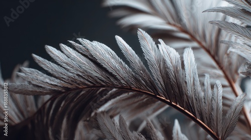 Close-up of elegant silver feathers with a dark background emphasizing intricate details and