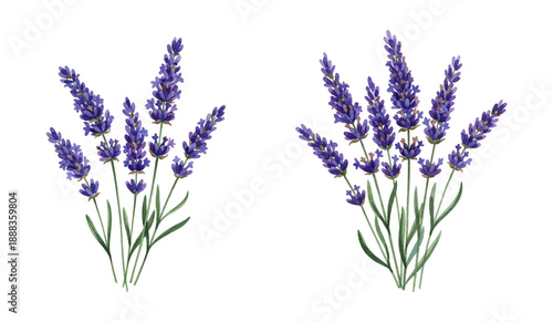 Beautiful purple lavender flowers botanical watercolor illustration with green stems on a clean white background