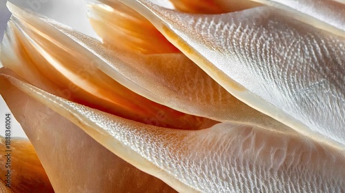Close-up of translucent orange seashells with intricate textures.