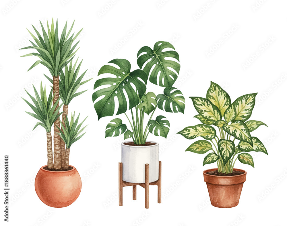 Obraz premium Collection of three watercolor potted house plants including Yucca Monstera and Dieffenbachia with labels