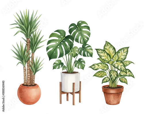 Collection of three watercolor potted house plants including Yucca Monstera and Dieffenbachia with labels