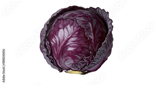 Realistic Red Cabbage Isolated On Purple Background Close Up Studio Lighting