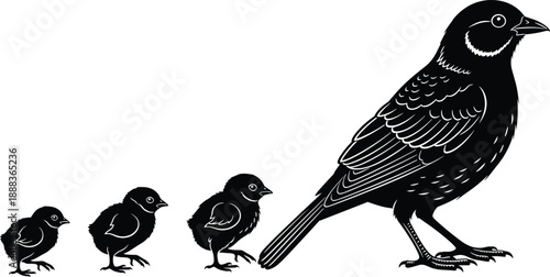 Bird growth stages illustration showing chick to adult crow silhouette evolution concept isolated on white background vector style minimal black design wildlife education