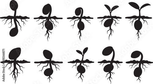 Seedling growth stages from sprout to root development process