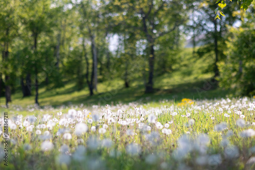 blurred background of a sunny meadow with dandelions