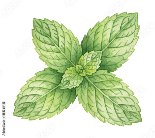 Fresh green mint leaves sprig watercolor illustration herb plant detail vibrant natural organic cooking
