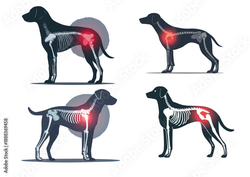 Set of dog anatomy illustrations showing joint pain and arthritis points (Canine skeleton X-ray infographic concept) (관절 통증과 관절염 부위를 보여주는 개 해부학 일러스트 세트 - 반려견 골격 엑스레이 인포그래픽 컨셉)