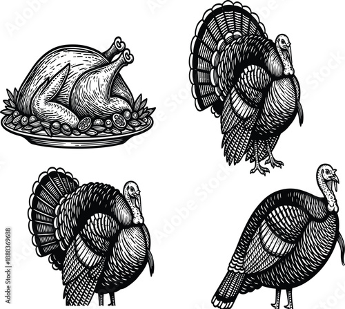 Black and white vector illustration set of three live turkeys with tail feathers and a roasted turkey on a platter for Thanksgiving holiday,