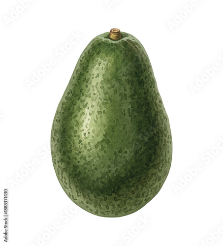 Single ripe green avocado fruit with rough skin and a small stem cap on a white background botanical watercolor illustration