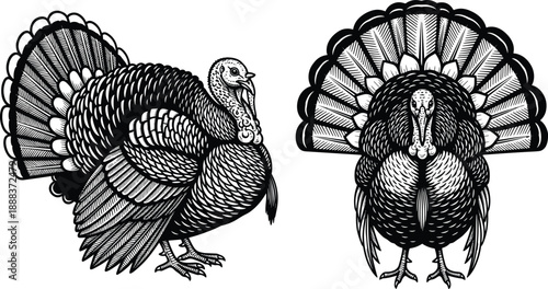 Black and white vector illustration set of two detailed turkeys with large tail feathers for Thanksgiving holiday celebration autumn harvest and poultry farming,
