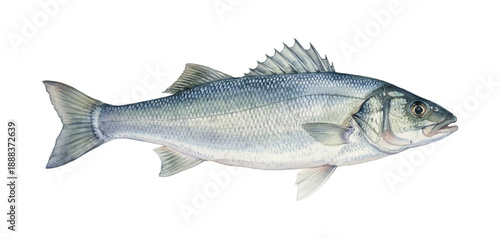 Realistic Watercolor Illustration of a Silver Sea Bass Fish Swimming with Detailed Scales and Fins