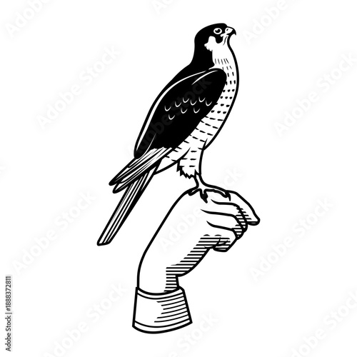 falcon on hand engraving illustration

